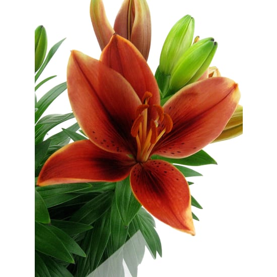 Potted Asiatic Lily - Standard