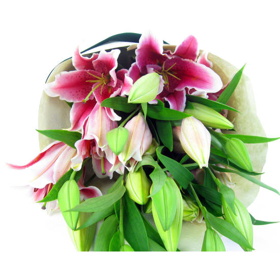 Pink Oriental Lily bunch - Standard