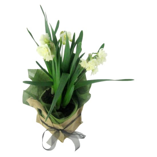 Potted Erlicheer Plant - Standard