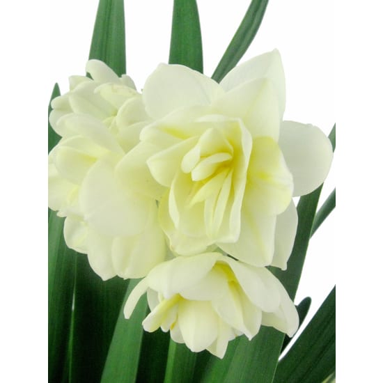 Potted Erlicheer Plant - Standard