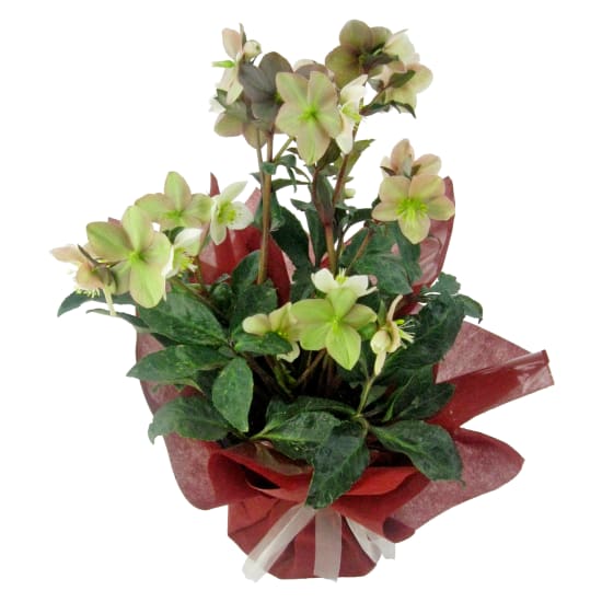 Winter Rose Potted Plant - Standard