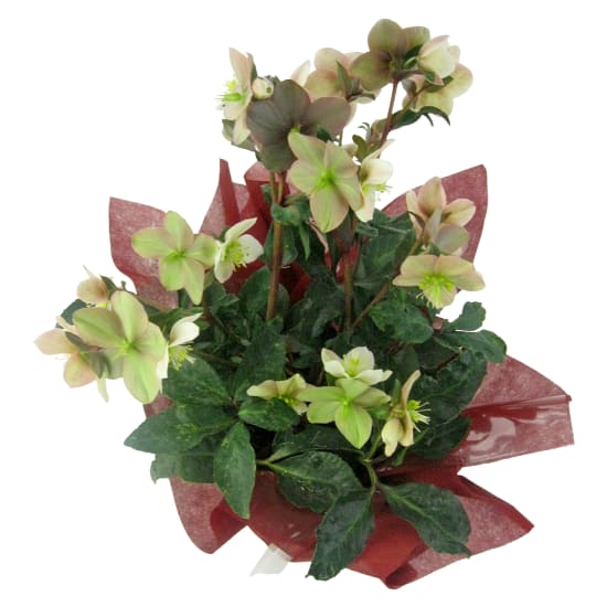 Winter Rose Potted Plant - Standard