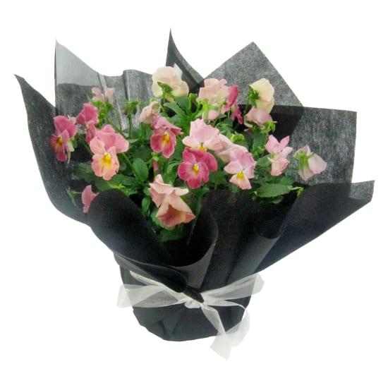Precious Potted Pansy - Standard
