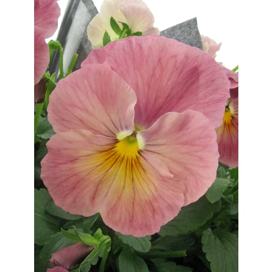 Precious Potted Pansy - Standard