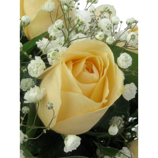 Apricot Sorbet Roses - Standard