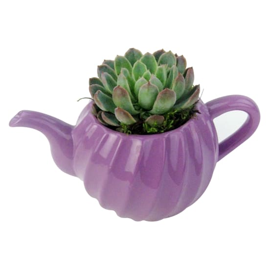 Positivi-Tea Succulent - Standard