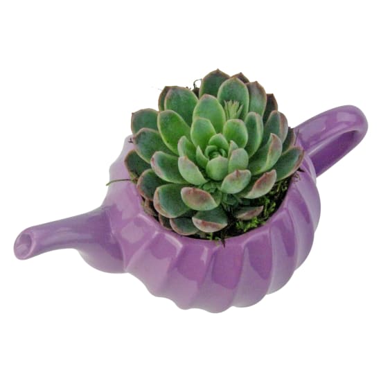 Positivi-Tea Succulent - Standard