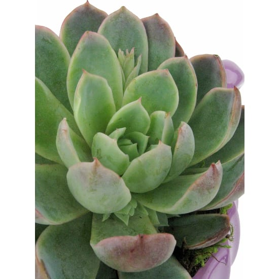 Positivi-Tea Succulent - Standard