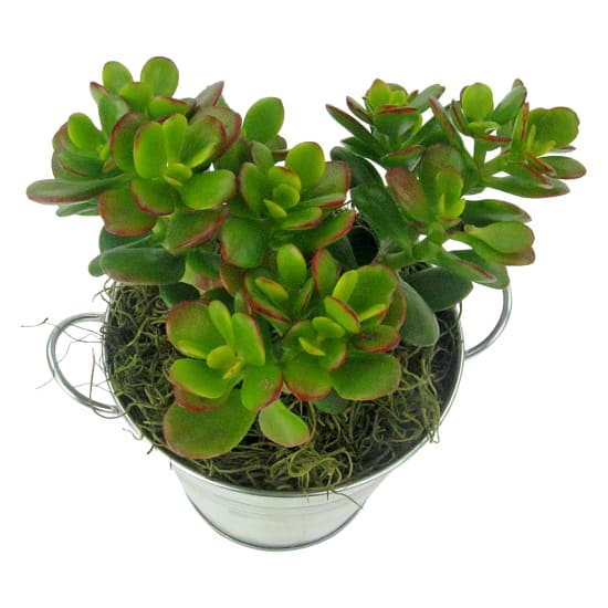 Tiny Treasure Succulent - Standard