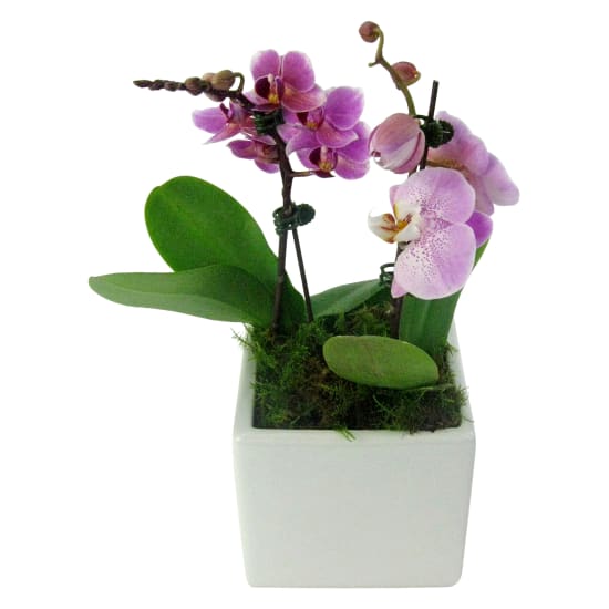 Exotic Drama Orchids - Standard