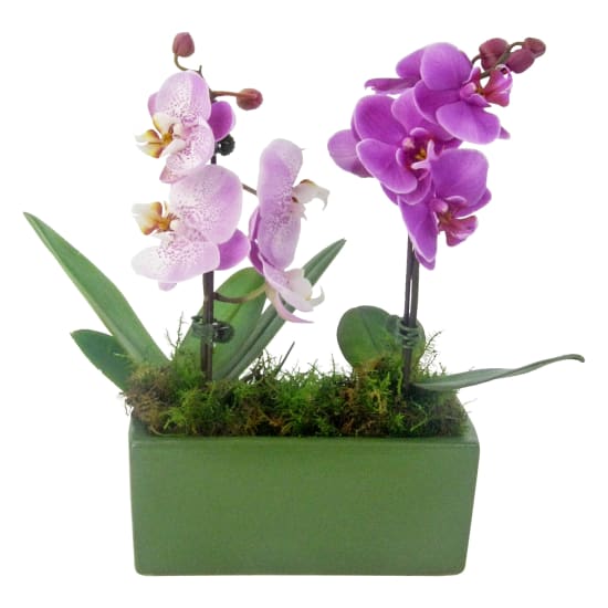 Tropical Touch Orchids - Standard