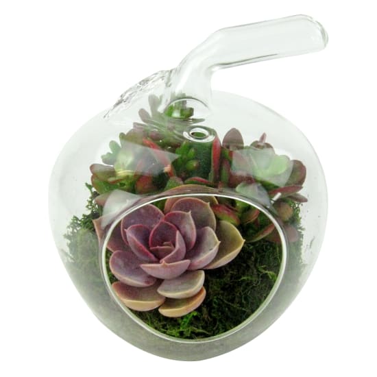Apple Of My Eye Terrarium - Standard