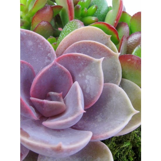 Apple Of My Eye Terrarium - Standard