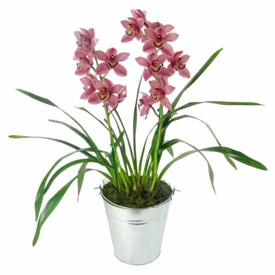 Potted Cymbidium Orchid - Standard