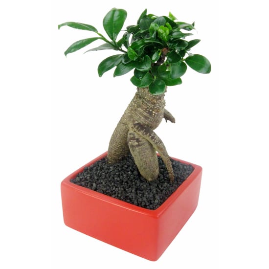 Ficus Bonsai - Standard