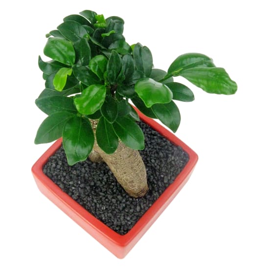 Ficus Bonsai - Standard