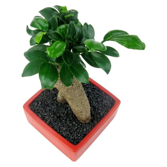 Ficus Bonsai - Standard