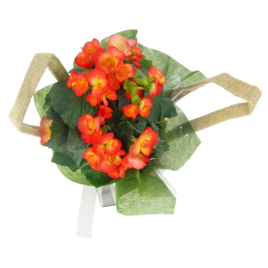 Bright 'N' Bubbly Begonia - Standard