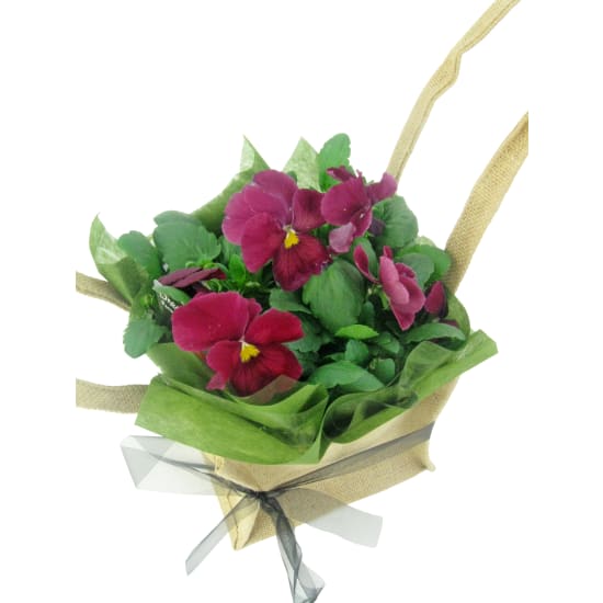 Precious Dark Pink Pansy - Standard