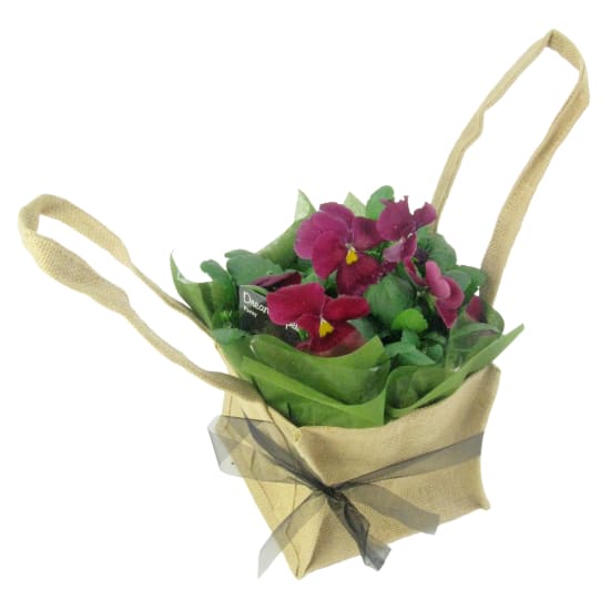 Precious Dark Pink Pansy - Standard