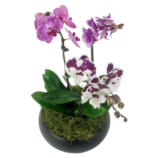 Exotique Orchid Planter - Standard