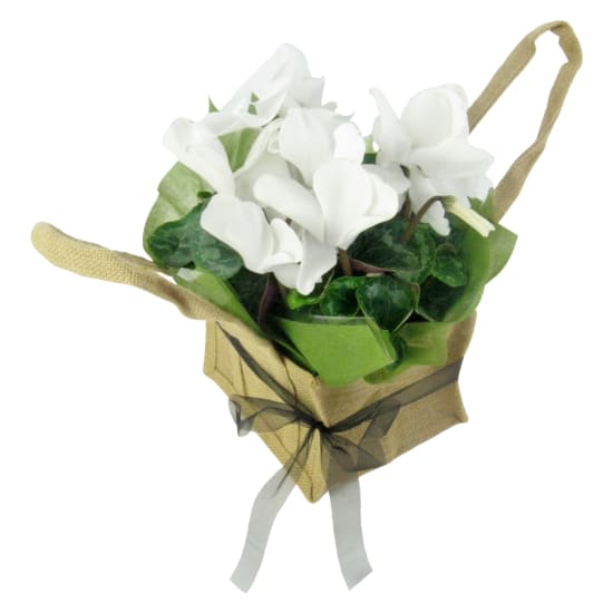 White Cyclamen In Hessian Bag - Standard