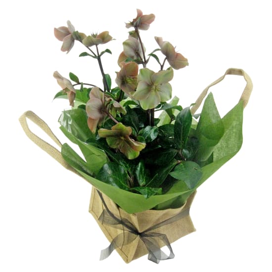 Winter Rose In Hessian Bag - Standard