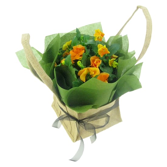 Orange Potted Pansy - Standard