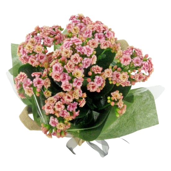 Pink Kalanchoe - Standard