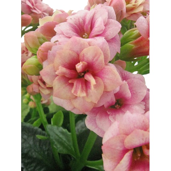 Pink Kalanchoe - Standard