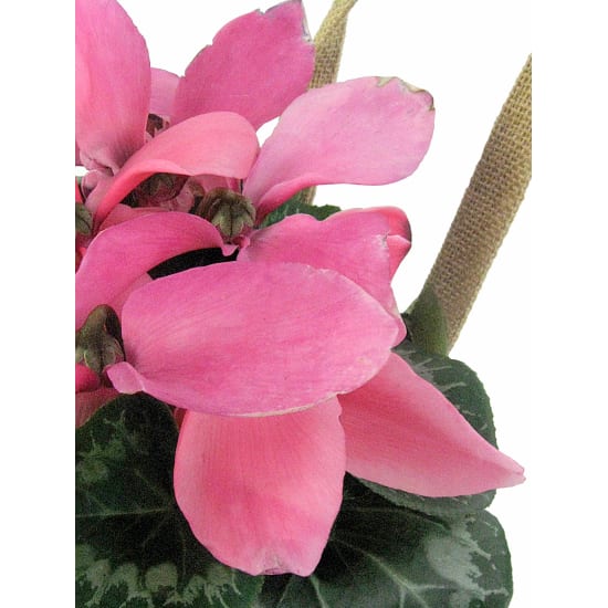 Soft Pink Cyclamen - Standard