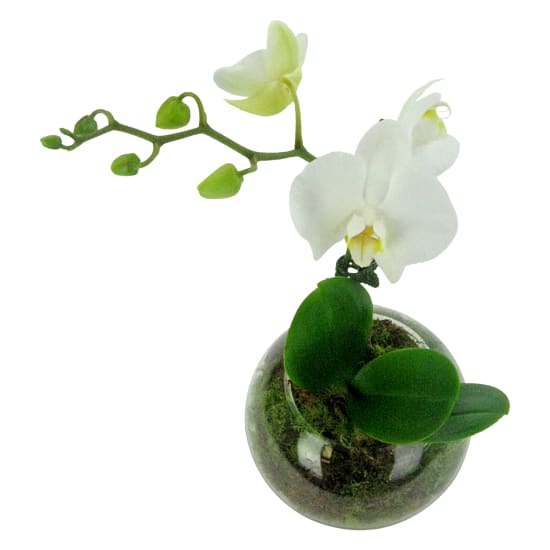 Orchid Fishbowl - White - Standard