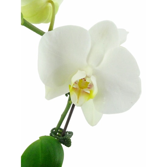 Orchid Fishbowl - White - Standard