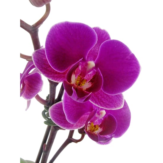 Orchid Fishbowl Pink | Flowers Delivered Melbourne