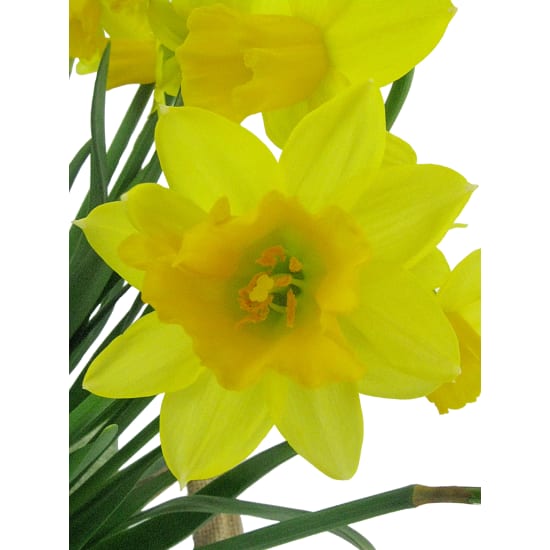 Ray of Sunshine Mini Daffodil - Standard