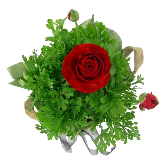 Radiant Potted Ranunculus - Standard
