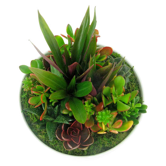 Superb Succulent Garden - Standard