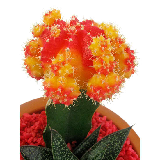 Firebrand Cactus Garden - Standard