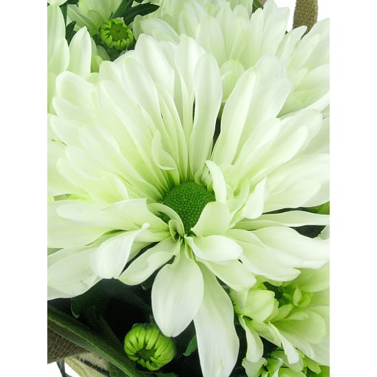White Delicate Chrysanthemum - Standard