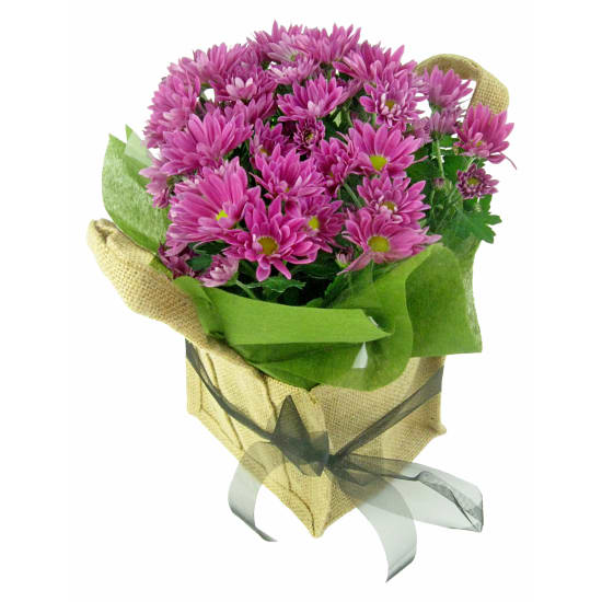 Hot Pink Chrysanthemum - Standard