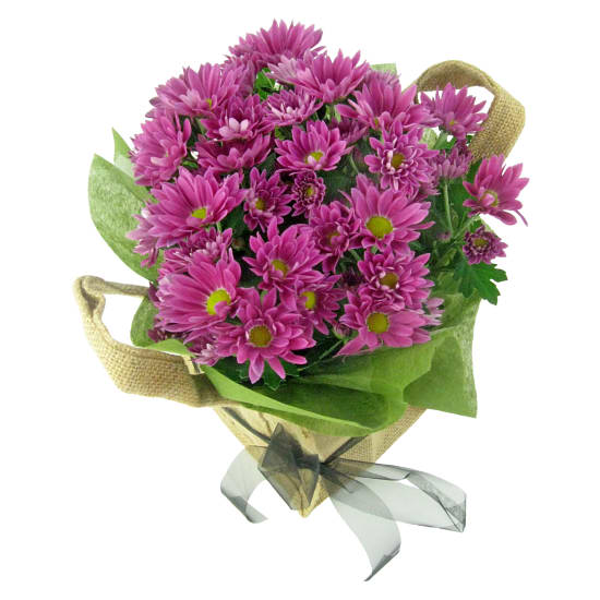 Hot Pink Chrysanthemum - Standard