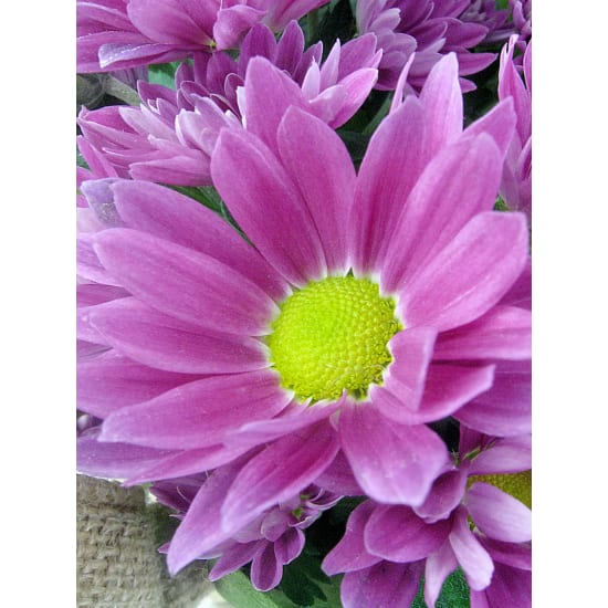 Hot Pink Chrysanthemum - Standard