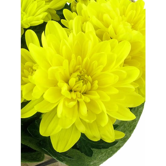 Yellow Delicate Chrysanthemum - Standard