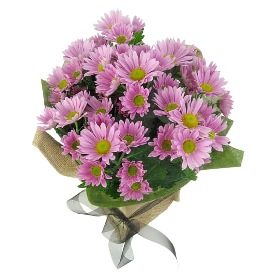 Soft Pink Chrysanthemum - Standard