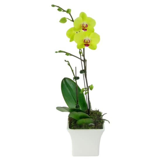 Large Yellow Phalaenopsis - Standard