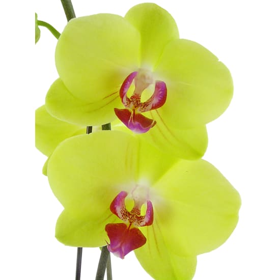 Large Yellow Phalaenopsis - Standard