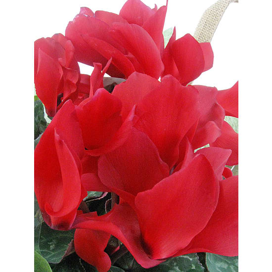 Red Cyclamen In Hessian Bag - Standard