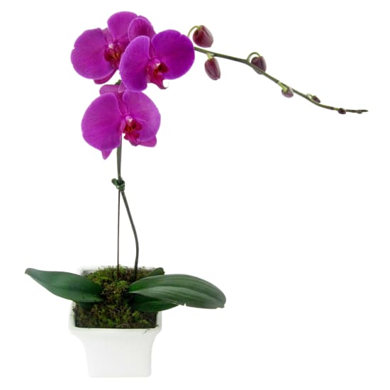 Large Purple Phalaenopsis - Standard
