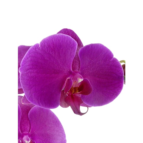 Large Purple Phalaenopsis - Standard