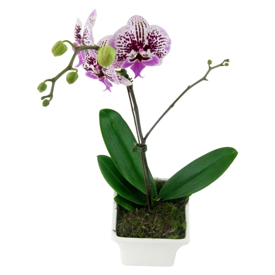  Large Spotty Phalaenopsis  - Standard
